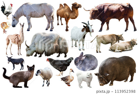 set of farm animals set of farm animals 113952398