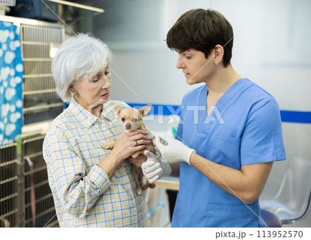 Young veterinarian talking with female Chihuahua owner at veterinary clinic Young veterinarian talking with female Chihuahua owner at veterinary clinic 113952570