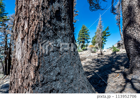 Charred remains in Lassen Volcanic National Park after a forest fire 113952706
