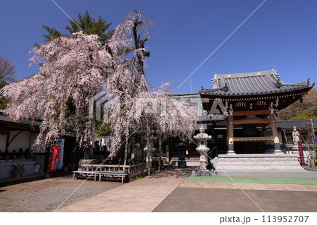 埼玉県川越市今福　梅雲山寛窓寺　武蔵国十三仏霊場の明見院の満開のしだれ桜と鐘撞堂や本堂 113952707
