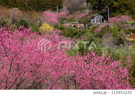 埼玉県秩父郡東秩父村大内沢　早春の諏訪神社鳥居前の斜面に花桃の花が咲き乱れる大内沢花桃の郷 113953220