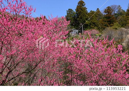 埼玉県秩父郡東秩父村大内沢 早春の諏訪神社鳥居前の斜面に花桃の花が咲き乱れる大内沢花桃の郷 埼玉県秩父郡東秩父村大内沢 早春の諏訪神社鳥居前の斜面に花桃の花が咲き乱れる大内沢花桃の郷 113953221