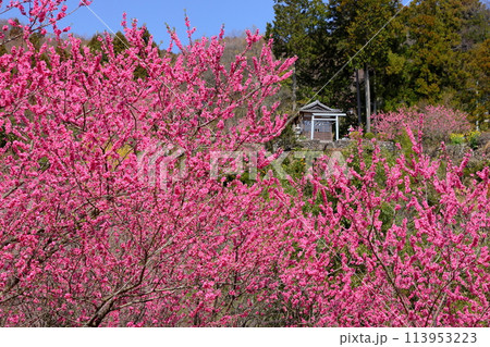 埼玉県秩父郡東秩父村大内沢 早春の諏訪神社鳥居前の斜面に花桃の花が咲き乱れる大内沢花桃の郷 埼玉県秩父郡東秩父村大内沢 早春の諏訪神社鳥居前の斜面に花桃の花が咲き乱れる大内沢花桃の郷 113953223