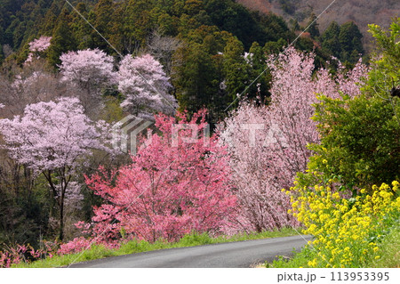 埼玉県秩父郡東秩父村大内沢　早春の里山の斜面に花桃が咲く「花桃の郷」のいろいろな種類の桜と菜の花 113953395