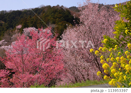 埼玉県秩父郡東秩父村大内沢　早春の里山の斜面に花桃が咲く「花桃の郷」のいろいろな種類の桜と菜の花 113953397
