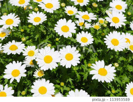 春の陽ざしを浴びて生き生きと咲く白い花 ノースポール 春の陽ざしを浴びて生き生きと咲く白い花 ノースポール 113953589