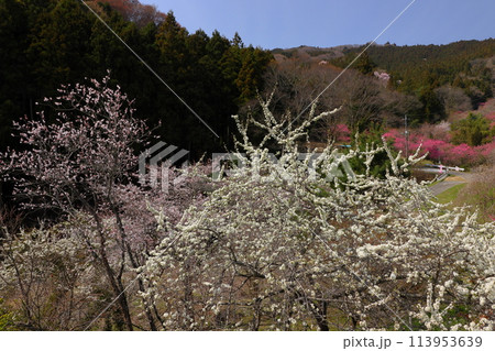 埼玉県秩父郡東秩父村大内沢花桃の郷　早春の「花桃街道」の斜面に花桃や桜が咲く風景 113953639