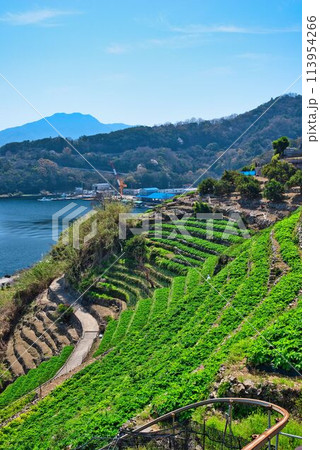 遊子水荷浦の段畑 113954266