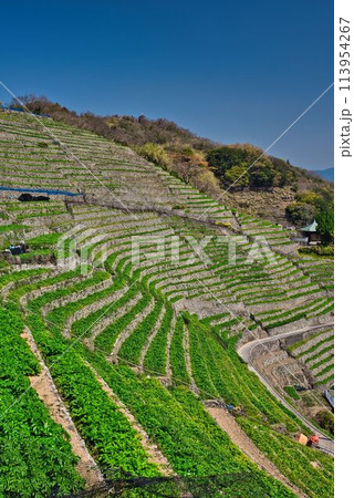 遊子水荷浦の段畑 遊子水荷浦の段畑 113954267
