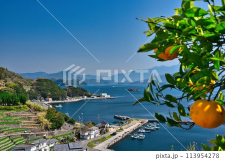 遊子水荷浦の段畑から望む絶景とみかん 遊子水荷浦の段畑から望む絶景とみかん 113954278