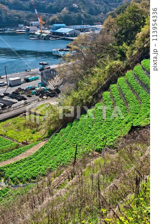 遊子水荷浦の段畑 113954336