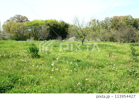 荒川低地の原風景の面影を残す江川河岸の春景色 113954427