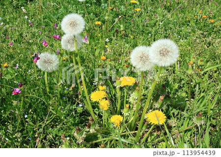 荒川低地の原風景の面影を残す江川河岸の春景色 113954439