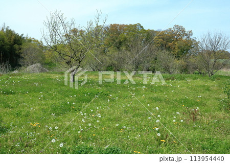荒川低地の原風景の面影を残す江川河岸の春景色 113954440