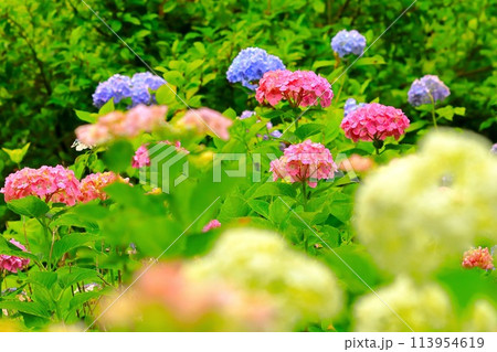 咲き乱れる満開の紫陽花の花 113954619