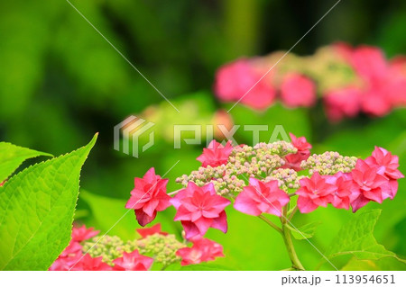 鮮やかな赤色の額紫陽花 113954651