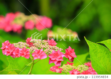 鮮やかな赤色の額紫陽花 113954654