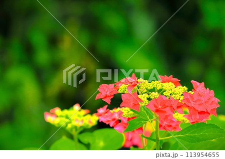 鮮やかな赤色の額紫陽花 113954655