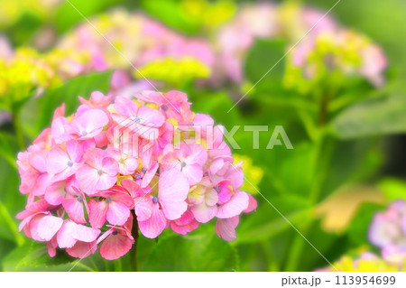 美しいピンクの紫陽花の花 美しいピンクの紫陽花の花 113954699