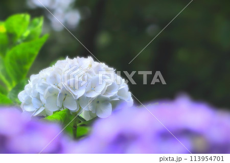 清々しい白花紫陽花 113954701