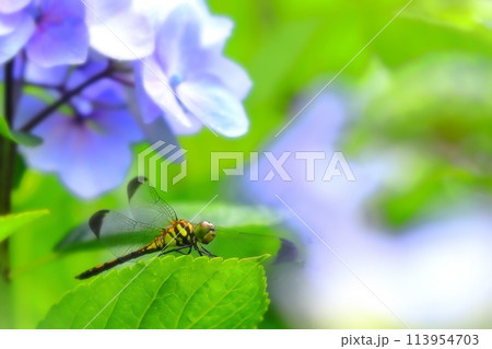 紫陽花の葉の上で一休みするトンボ 113954703