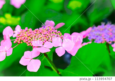 爽やかなピンクの額紫陽花 113954707