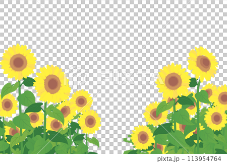 Sunflower field image illustration 113954764