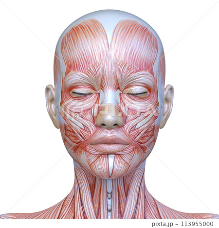 女性の顔アップ 113955000