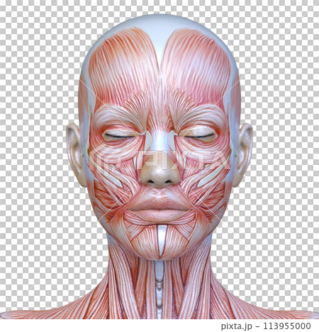 Close-up of a woman's face 113955000