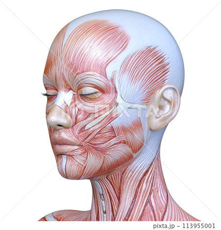 女性の顔アップ 女性の顔アップ 113955001