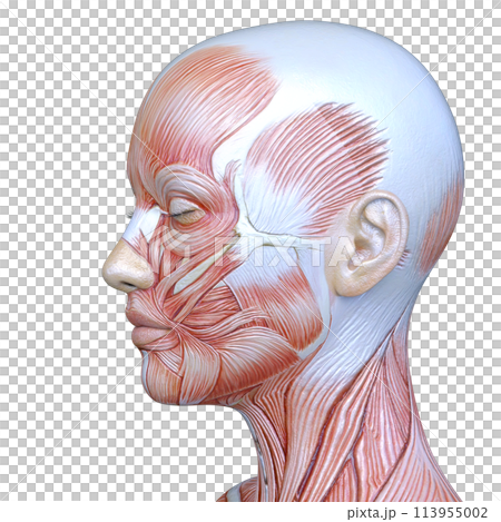 Close-up of a woman's face 113955002