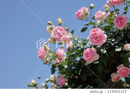 薔薇の輝き 薔薇の輝き 113955157