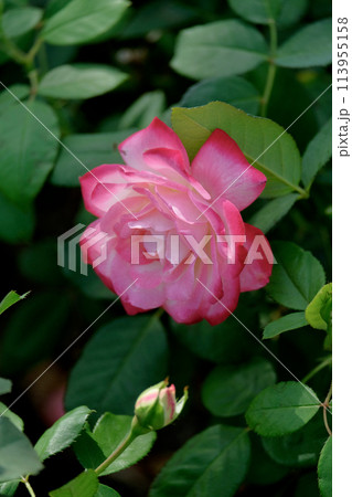薔薇の輝き 薔薇の輝き 113955158