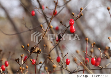 サンシュユの赤い実 113955558