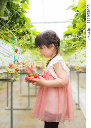 いちご狩りをしている小さな女の子 113955606
