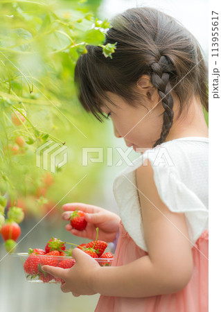 いちご狩りをしている小さな女の子 113955617