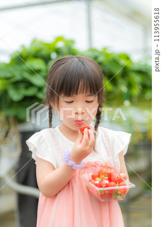 いちご狩りをしている小さな女の子 いちご狩りをしている小さな女の子 113955618