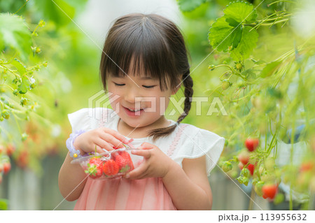いちご狩りで苺を食べる小さな女の子 いちご狩りで苺を食べる小さな女の子 113955632