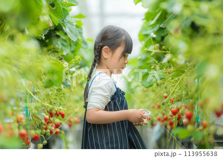 いちご狩りをしている女の子 113955638
