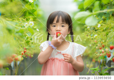 いちご狩りで苺を食べる小さな女の子 いちご狩りで苺を食べる小さな女の子 113955650