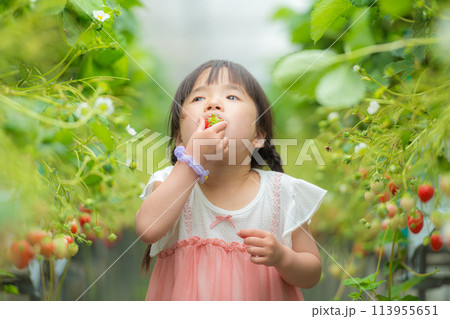 いちご狩りで苺を食べる小さな女の子 113955651