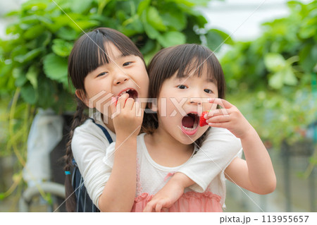 いちご狩りで採れたての新鮮な苺を食べる女の子 113955657