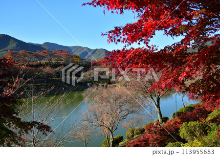 荒神山公園の紅葉 113955683