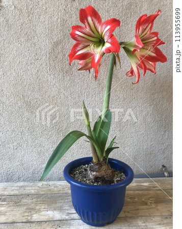 鉢植えに大輪の花を咲かせる赤と白のアマリリスの写真素材 [113955699