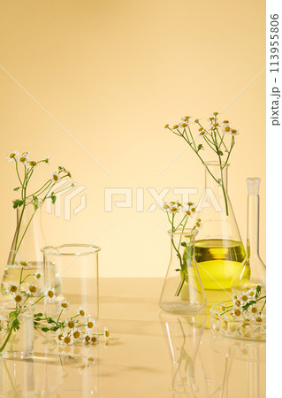 Chamomile and laboratory concept on minimal background with a group of lab glassware, transparent glass, erlenmeyer with yellow fluid. Chamomile Extract is a common ingredient in various categories of Chamomile and laboratory concept on minimal background with a group of lab glassware, transparent glass, erlenmeyer with yellow fluid. Chamomile Extract is a common ingredient in various categories of 113955806