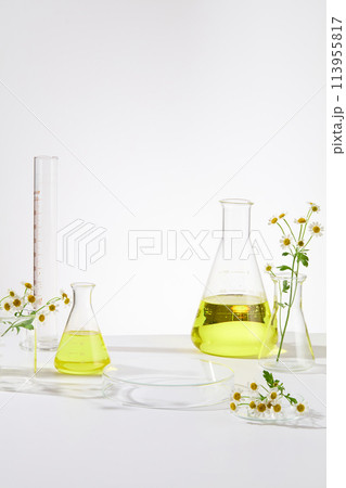 Yellow natural organic extraction is filled in scientific glassware and Tanacetum parthenium flowers are decorated. Minimalism concept for advertising product of medicine, skincare or body care, space Yellow natural organic extraction is filled in scientific glassware and Tanacetum parthenium flowers are decorated. Minimalism concept for advertising product of medicine, skincare or body care, space 113955817
