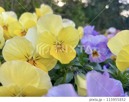 黄色いパンジー 黄色いパンジー 113955852