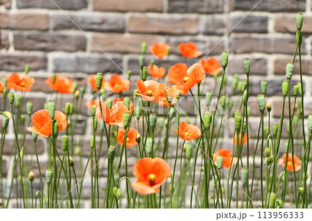 有毒で危険な外来種ナガミヒナゲシ 有毒で危険な外来種ナガミヒナゲシ 113956333