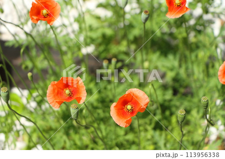 有毒で危険な外来種ナガミヒナゲシ 113956338