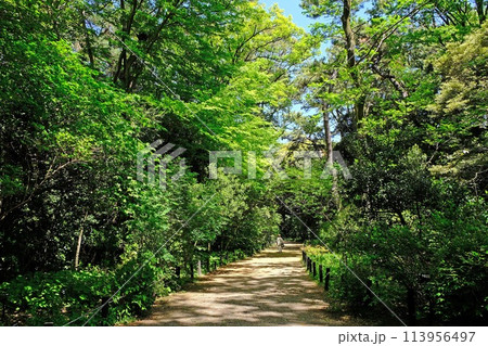 新緑に輝く国立科学博物館附属自然教育園 113956497